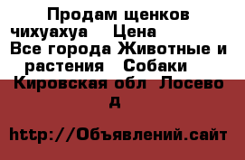 Продам щенков чихуахуа  › Цена ­ 10 000 - Все города Животные и растения » Собаки   . Кировская обл.,Лосево д.